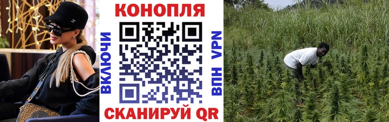 Каннабис сатива цены наркотик Кольчугино